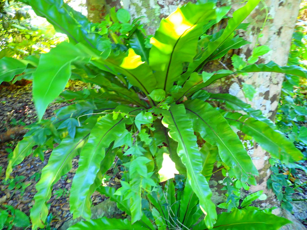 宮古島の植物のオオタニワタリ