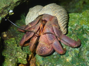 ムラサキオカヤドカリ