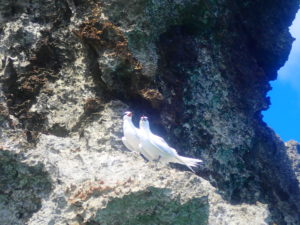 宮古島の生物のエリグロアジサジ