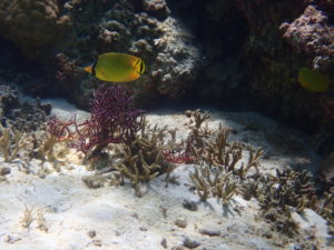 宮古島の魚のアミチョウチョウオ