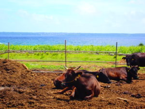 宮古島の生物の宮古牛