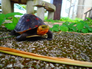 宮古島の生物のセマルハコガメ