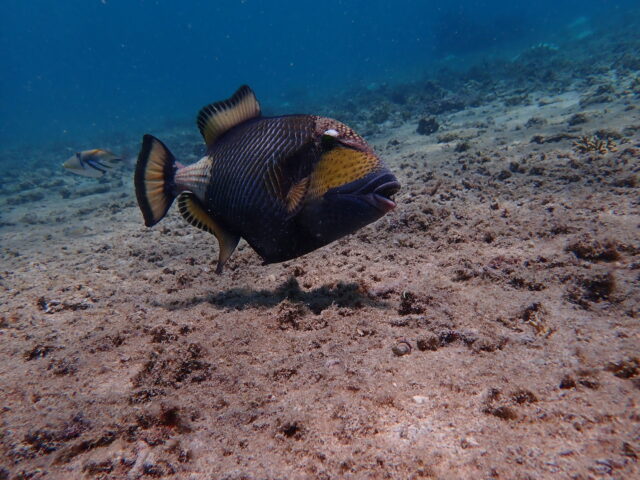宮古島の魚のゴマモンガラ