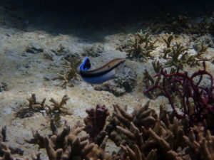 宮古島の魚のホンソメワケベラ