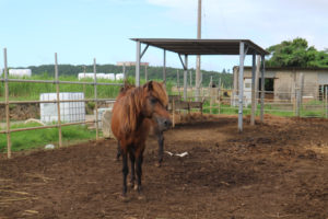 宮古島の生物のミヤコウマ