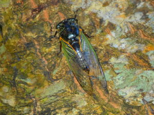 宮古島の生物のクマゼミ