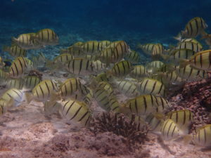 宮古島の魚のシマハギ