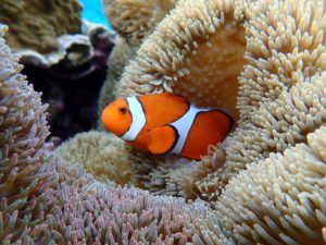 宮古島の魚のカクレクマノミ