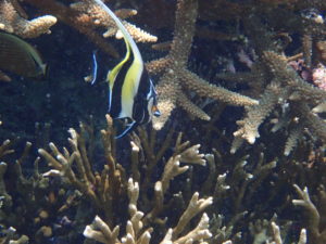 宮古島の魚のツノダシ