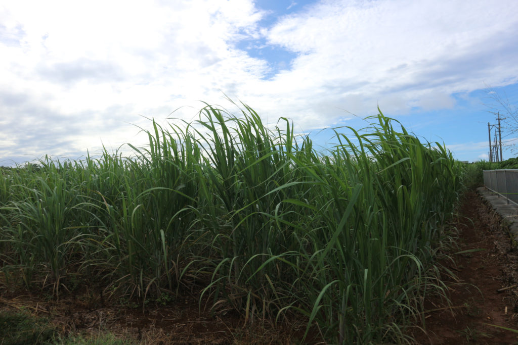 宮古島の植物のサトウキビ