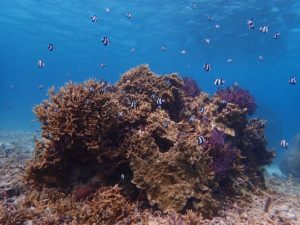 ミスジリュウキュウスズメダイ