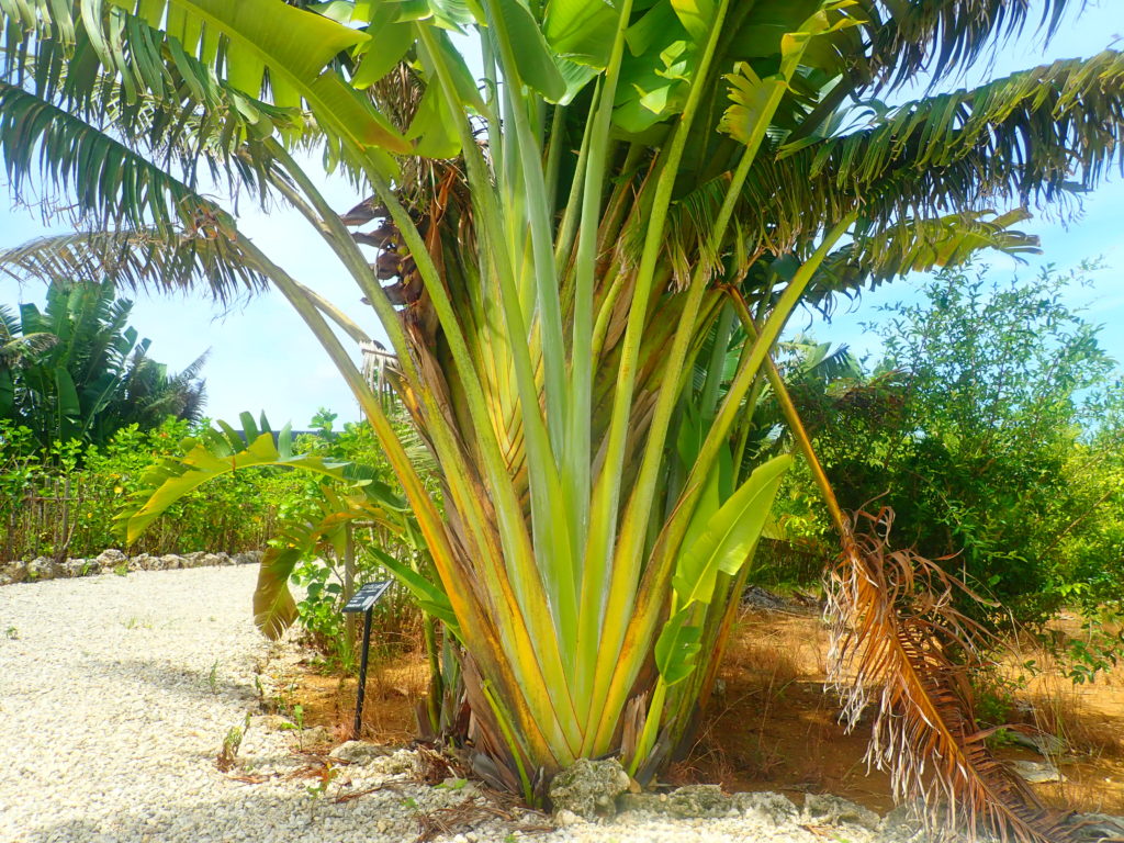 宮古島の植物のオオキバチョウ