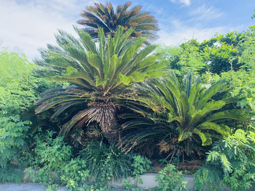 宮古島の植物のソテツ