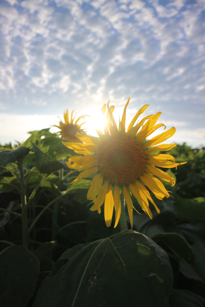 宮古島の植物のヒマワリ
