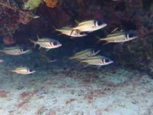 宮古島の魚のウケグチイットウダイ