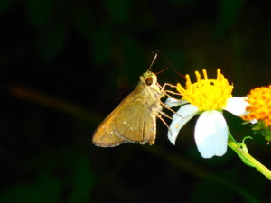宮古島の生物のオキナワビロードセセリ