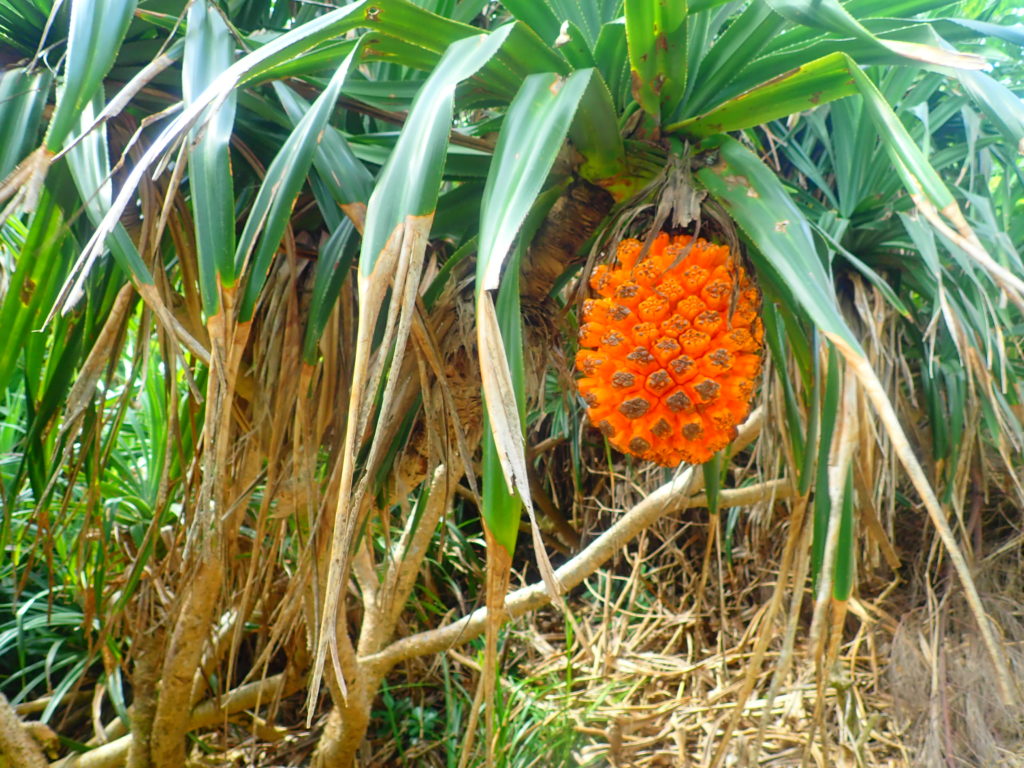 宮古島の植物のアダン
