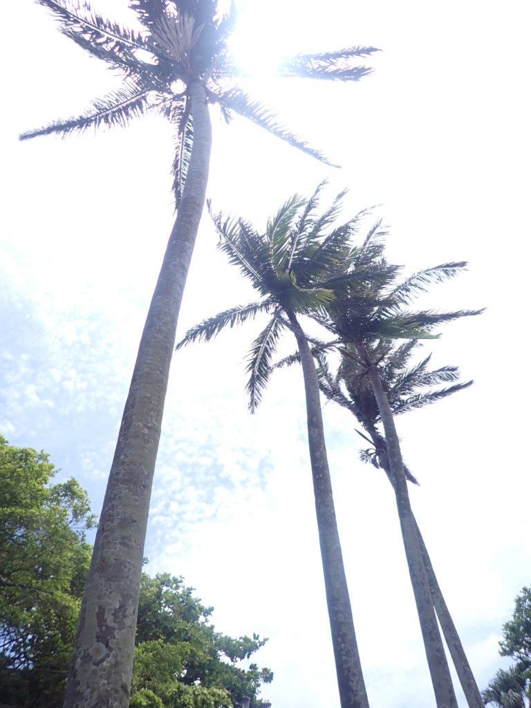 宮古島の植物のヤシの木