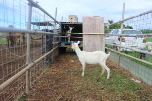 宮古島の生物のヤギ