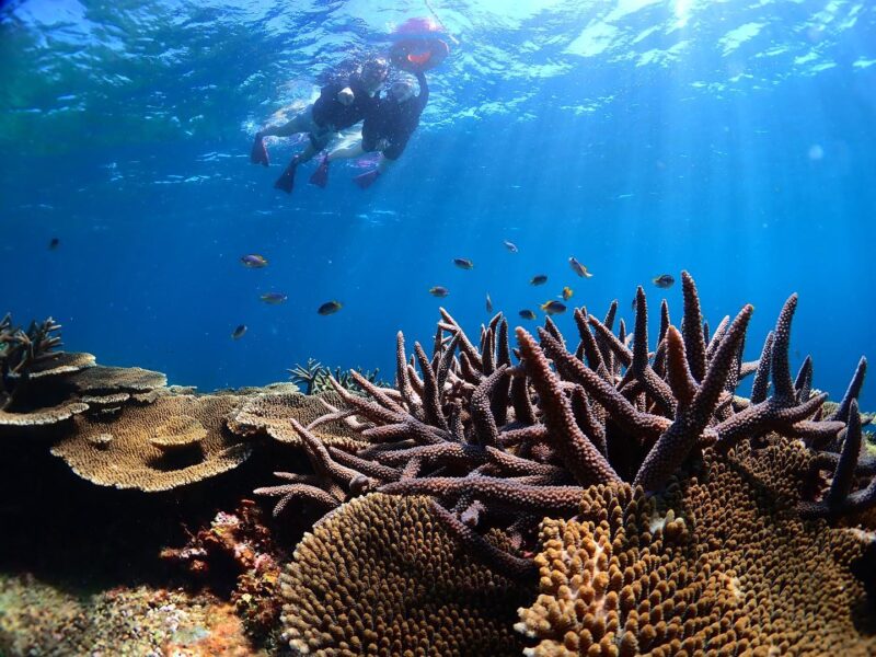 【宮古島】一度は訪れたい大サンゴ礁『八重干瀬（ヤビジ）』半日ボートシュノーケリングツアー（No.856）