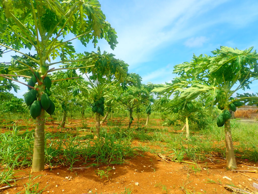 宮古島の植物のシマパパイヤ