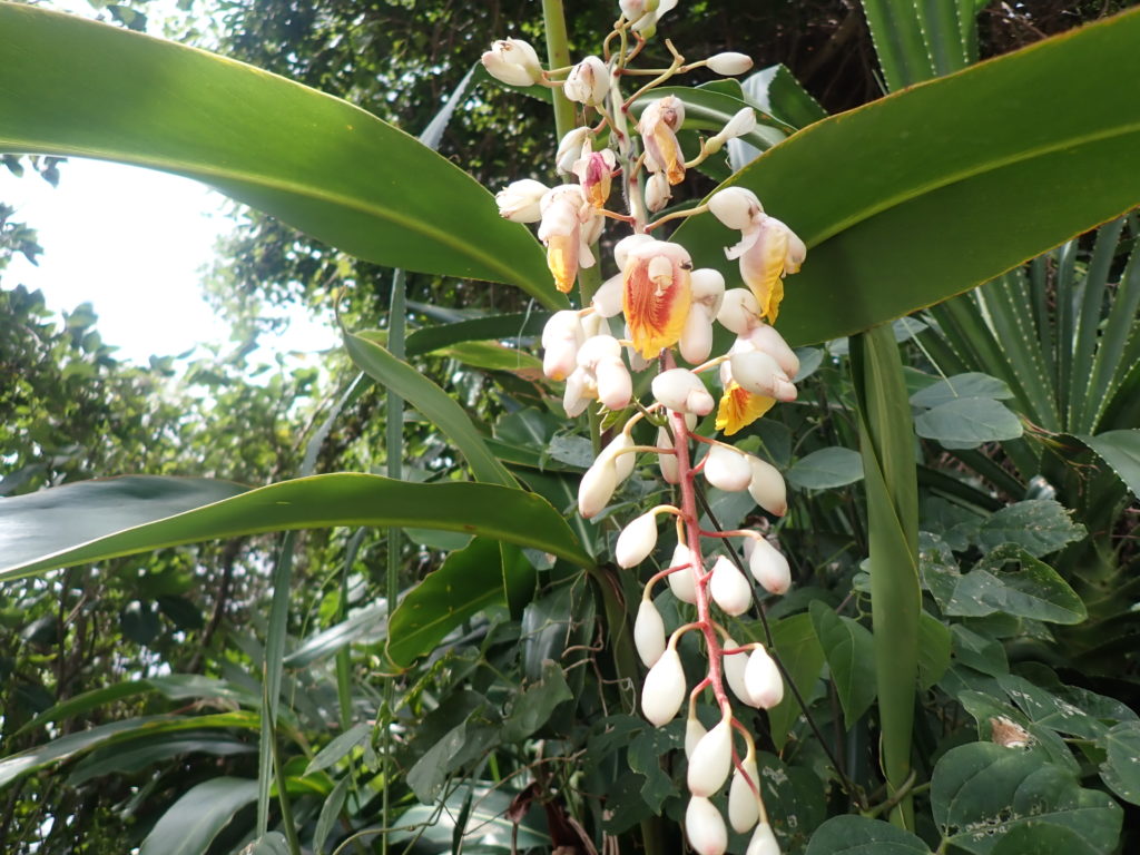 宮古島の植物の月桃
