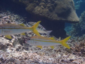 宮古島の魚のアカヒメジ