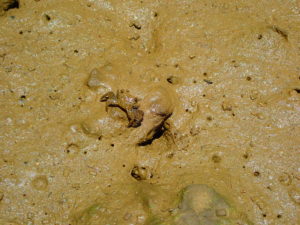 ヒルギハシリイワガニ