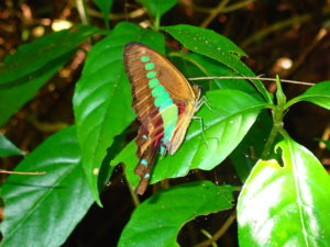 宮古島の魚のアオスジアゲハ