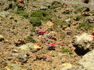 ベニシオマネキ