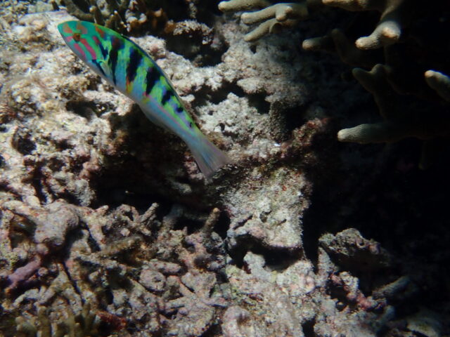 宮古島の魚のセナスジベラ