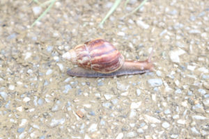 宮古島の生物のアフリカマイマイ