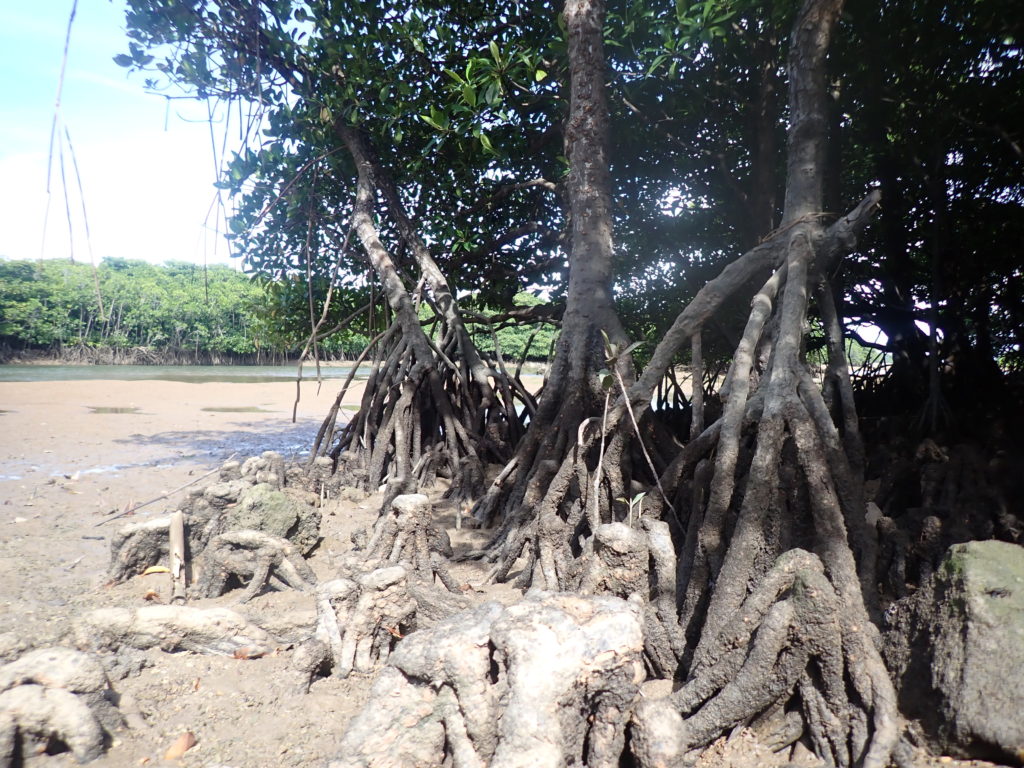宮古島の植物のヒルギ