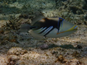 ムラサメモンガラ