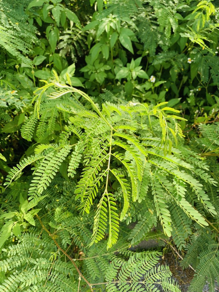 宮古島の植物のギンゴウカン