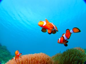 宮古島 シーブルーム カクレクマノミ