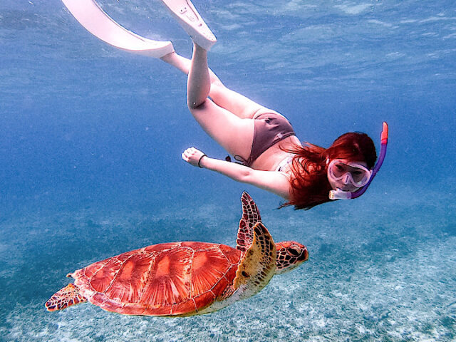 宮古島でウミガメと泳ぐシュノーケリング