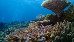 宮古島 シーブルーム サンゴ礁