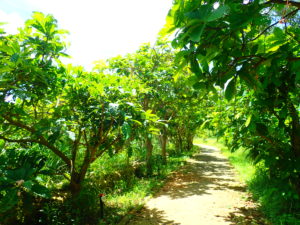 添道サガリバナ