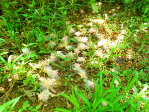 添道サガリバナ