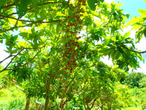 添道サガリバナ