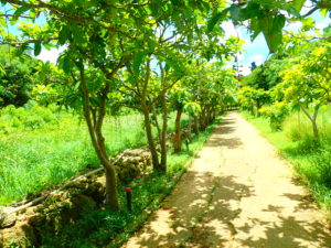 添道サガリバナ