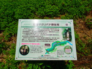 添道サガリバナ