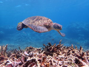 宮古島　ウミガメ