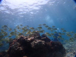 宮古島 シーブルーム 熱帯魚
