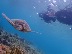 宮古島 DEMI シュノーケリング