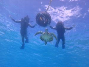 宮古島 シーブルーム シュノーケリング