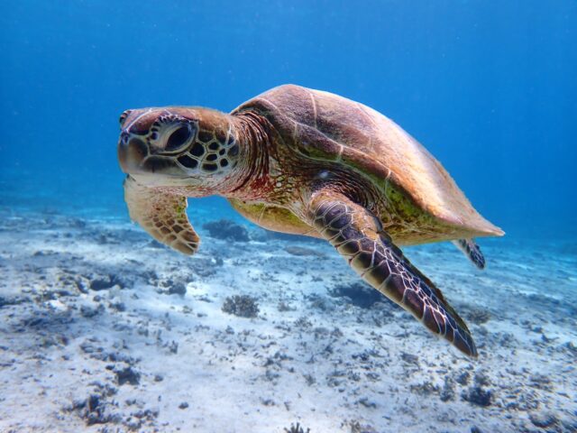 宮古島　ウミガメ