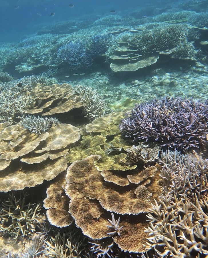宮古島】日本最大級のサンゴ礁広がる『八重干瀬（ヤビジ