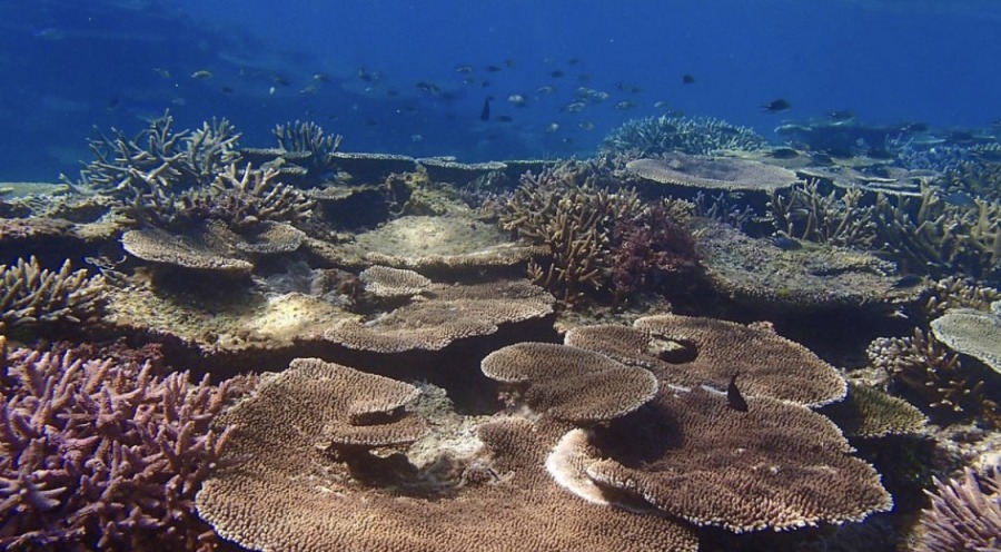 宮古島】日本最大級のサンゴ礁広がる『八重干瀬（ヤビジ